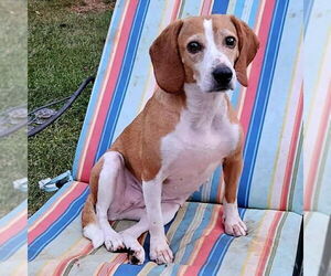 Beagle-Unknown Mix Dogs for adoption in Rustburg, VA, USA