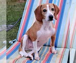 Small Beagle Mix