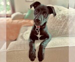 Small #17 Labrador Retriever Mix