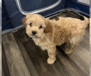 Cavapoo Puppy for sale in NORTH VERNON, IN, USA