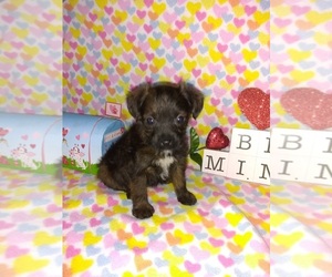 Yorkshire Terrier Puppy for sale in LAPEER, MI, USA