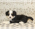 Small #1 Miniature Bernedoodle
