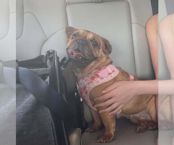 Medium Photo #3 French Bulldog Puppy For Sale in Bandera, TX, USA