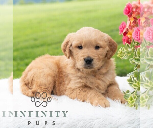 Medium Photo #5 Golden Retriever Puppy For Sale in NEWPORT, PA, USA