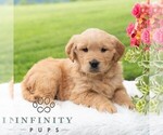 Small #4 Golden Retriever