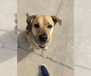 German Shepherd Dog-Unknown Mix Dogs for adoption in Aurora, CO, USA