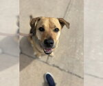 Small German Shepherd Dog Mix