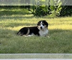 Small Photo #3 Australian Shepherd Puppy For Sale in SHALLOTTE, NC, USA