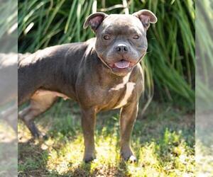 French Bulldog-Unknown Mix Dogs for adoption in Camarillo, CA, USA