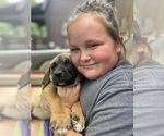 Small Photo #11 Mastiff-Saint Bernard Mix Puppy For Sale in KIMBOLTON, OH, USA