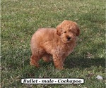 Image preview for Ad Listing. Nickname: Bullet