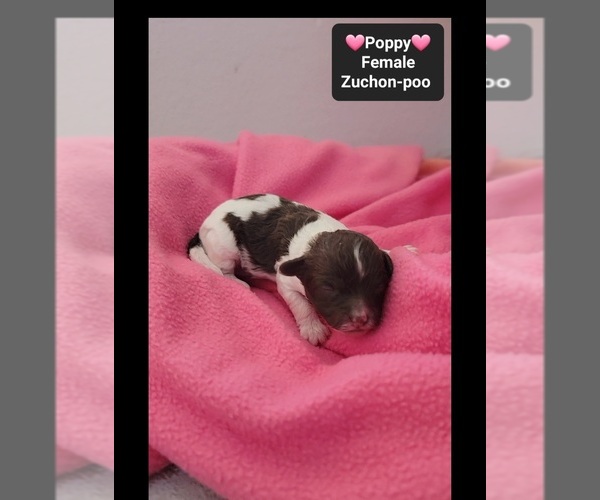 Medium Photo #2 Poodle (Toy)-Zuchon Mix Puppy For Sale in TUCSON, AZ, USA