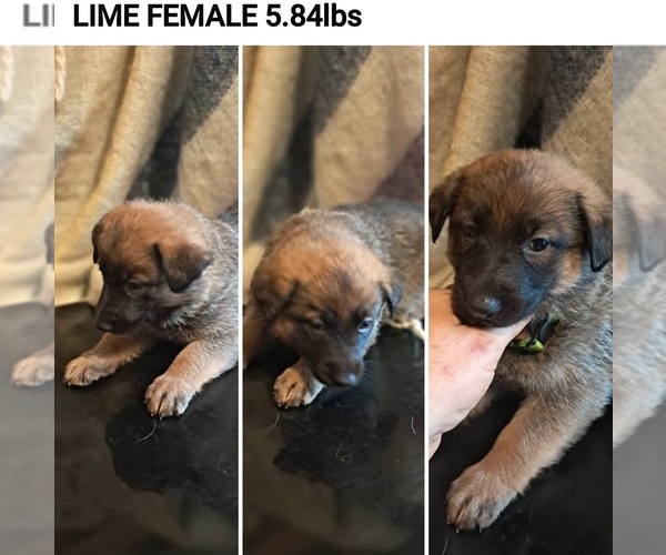 Medium Photo #6 German Malinois Puppy For Sale in GREENSBORO, NC, USA