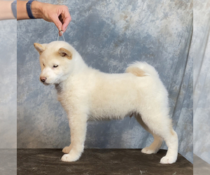 Shiba Inu Puppy for sale in NEWBERRY, MI, USA