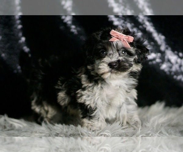 Medium Photo #5 Maltipoo Puppy For Sale in WARSAW, IN, USA