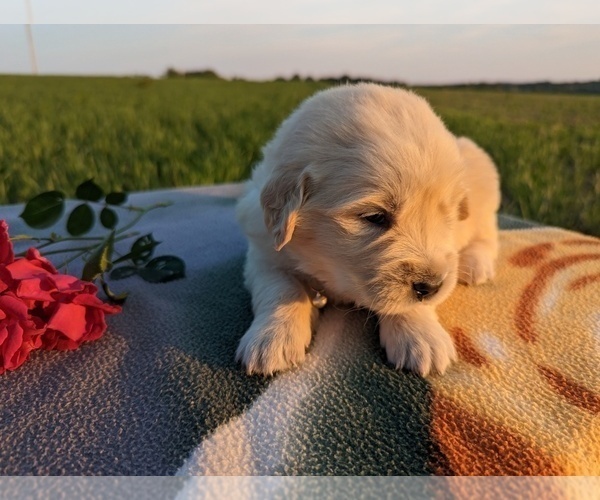 Medium Photo #10 Golden Retriever Puppy For Sale in WOOSTER, OH, USA