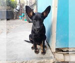 Small #1 German Shepherd Dog Mix