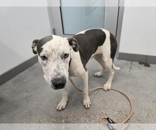 Medium Photo #2 Bulldog-Staffordshire Bull Terrier Mix Puppy For Sale in Chandler, AZ, USA