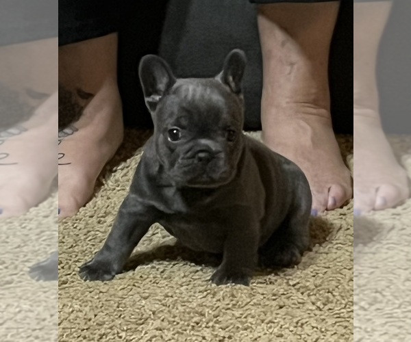 Medium Photo #4 French Bulldog Puppy For Sale in CAMERON, OK, USA