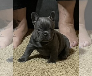 Medium French Bulldog