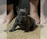 Puppy 3 French Bulldog