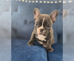 Small Photo #19 French Bulldog Puppy For Sale in PARADISE VALLEY, AZ, USA