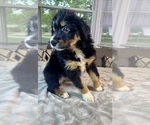 Small #9 Australian Shepherd