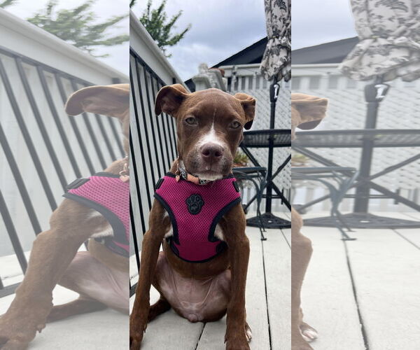 Medium Photo #6 American Pit Bull Terrier-Unknown Mix Puppy For Sale in Cottage Grove, MN, USA