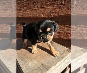 Puggle Puppy for sale in GOSHEN, IN, USA