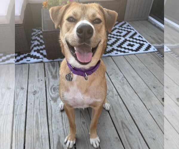 Medium Photo #1 Mutt Puppy For Sale in Fargo, ND, USA