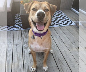 Mutt Dogs for adoption in Fargo, ND, USA