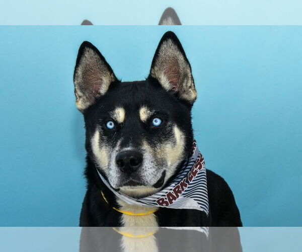 Medium Photo #1 Siberian Husky Puppy For Sale in Pasadena, CA, USA