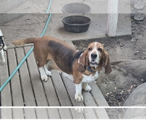 Mother of the Basset Hound puppies born on 06/11/2026