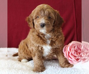 Goldendoodle-Poodle (Miniature) Mix Puppy for sale in GORDONVILLE, PA, USA