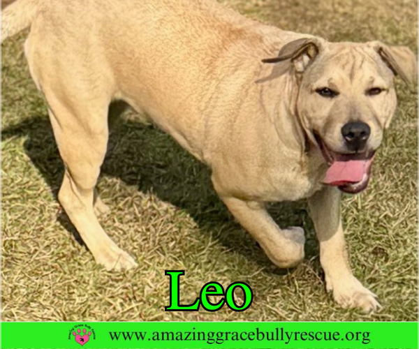 Medium Photo #8 Bulldog-Labrador Retriever Mix Puppy For Sale in Pensacola, FL, USA