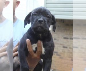 Cane Corso Puppy for sale in CLARKSVILLE, TN, USA