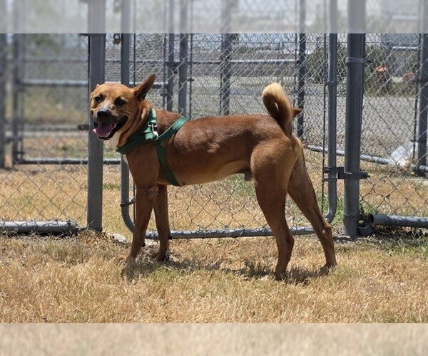 Medium Photo #3 Black Mouth Cur-Unknown Mix Puppy For Sale in Corpus Christi, TX, USA