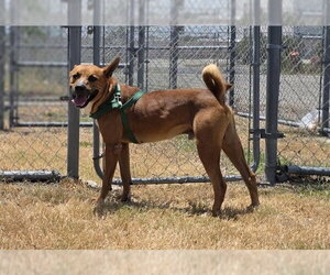 TANNER - Male Black Mouth Cur-Unknown Mix Dog for Adoption - Photo #3