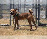 Small #2 Black Mouth Cur Mix
