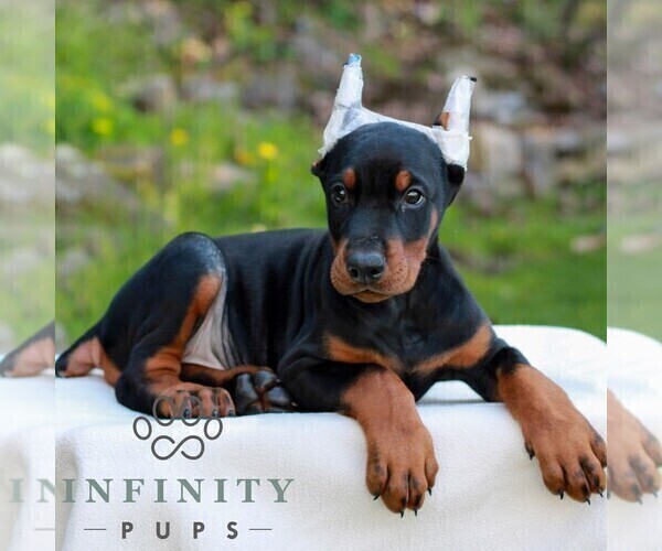 Medium Photo #4 Doberman Pinscher Puppy For Sale in NEWMANSTOWN, PA, USA