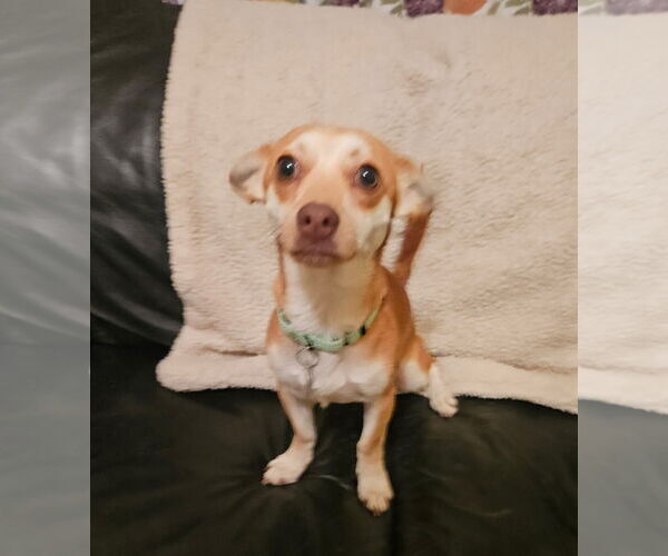 Medium Photo #3 Jack Chi Puppy For Sale in Princeton, MN, USA