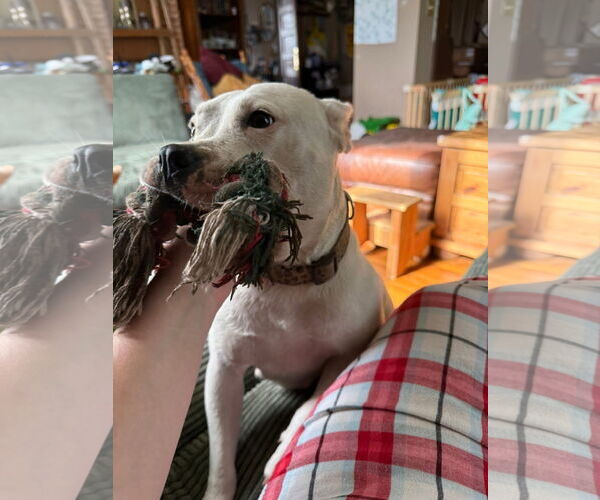 Medium Photo #11 American Pit Bull Terrier-Unknown Mix Puppy For Sale in Germantown, OH, USA