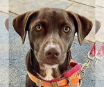 Small Photo #29 Chocolate Labrador retriever-Unknown Mix Puppy For Sale in Canton, CT, USA