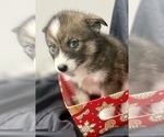 Small Photo #15 Pomsky-Shiba Inu Mix Puppy For Sale in NASHUA, NH, USA