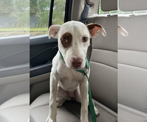 Molleigh - Female Mutt Dog for Adoption - Photo #3