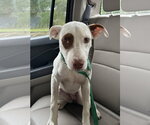 Small #2 Mutt