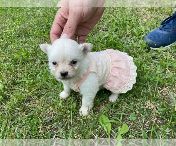 Medium Photo #2 Pomeranian Puppy For Sale in MIDDLEBORO, MA, USA