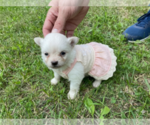 Small #1 Pomeranian