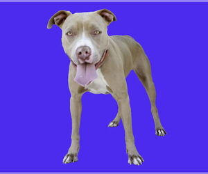 American Pit Bull Terrier Dogs for adoption in Pasadena, CA, USA