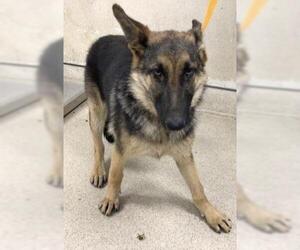 German Shepherd Dog Dogs for adoption in Riverside, CA, USA